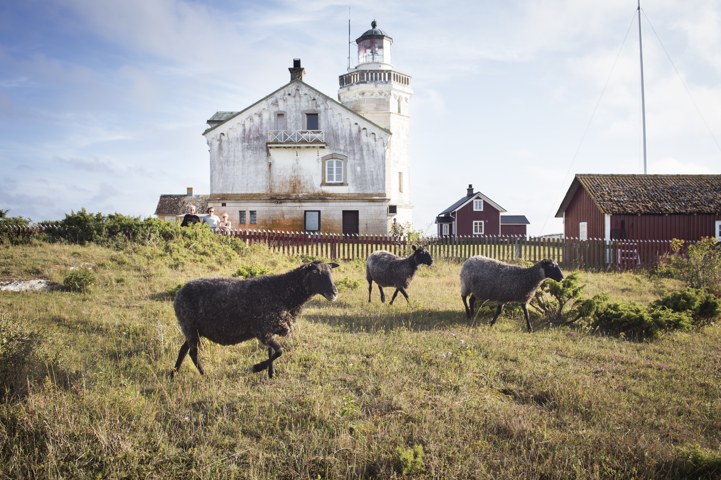 Tre lamm framför fyrbostaden på Stora Karlsö
