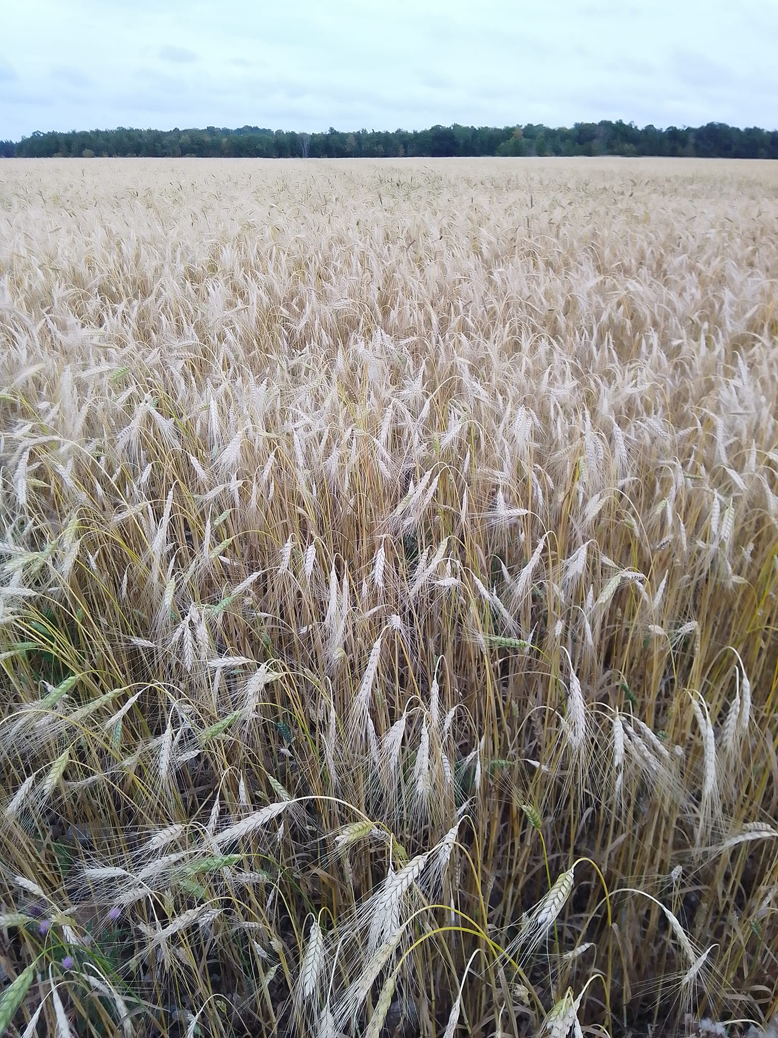 Evenemangbild