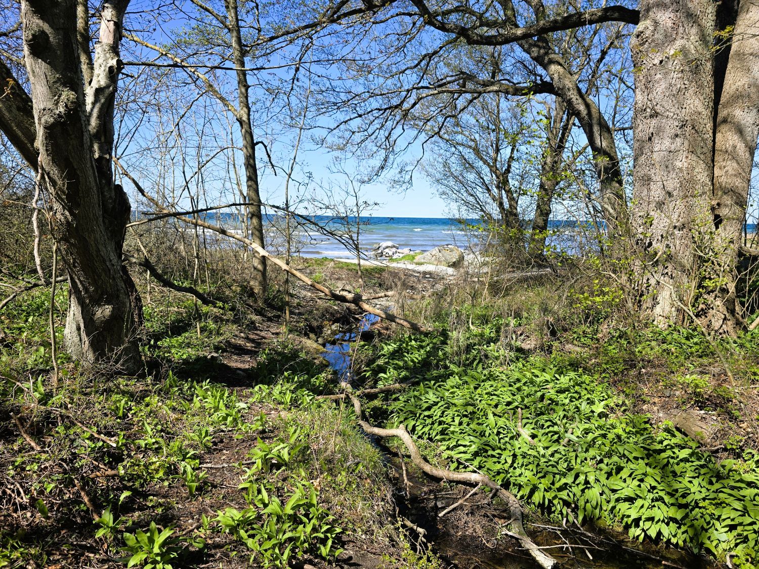 Liten bäck flankerad av ramslök och havet som horisont