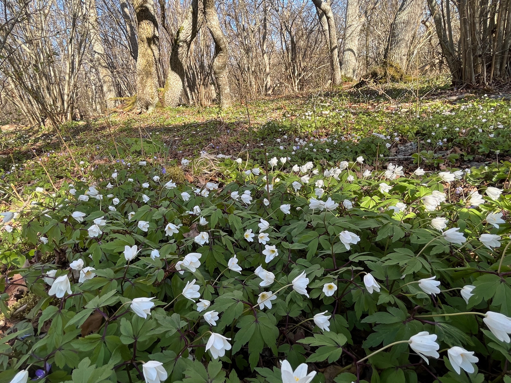 Vandring med guide i Ojnareskogen