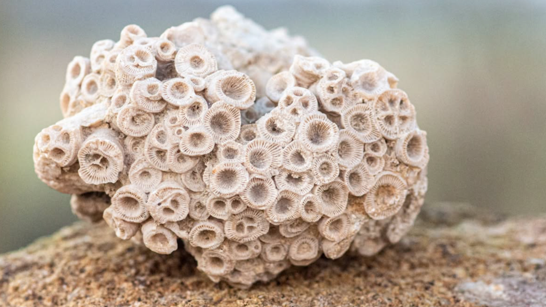 Fossilsafari
